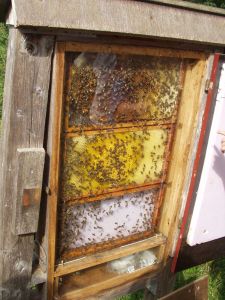 Einblick in Bienenstock